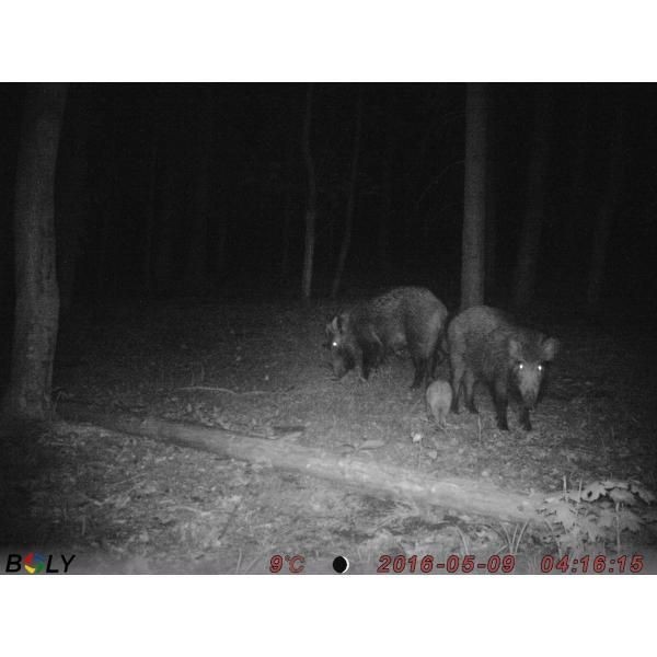 Fotopułapka ScoutGuard SG520 PRO