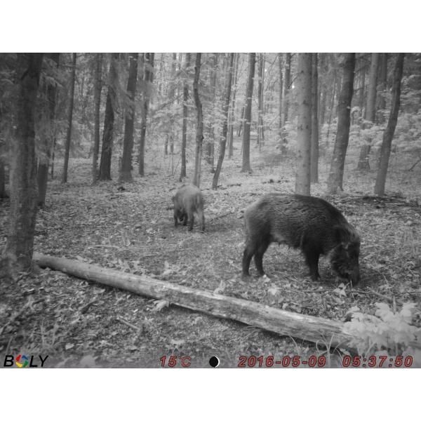 Fotopułapka ScoutGuard SG520 PRO